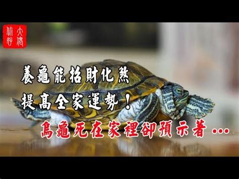 龜寓意|【烏龜象徵意義】揭秘烏龜的象徵意義：從寓意到古老。